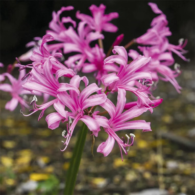 Nerine bowdenii - Nerine | Achat direct au producteur