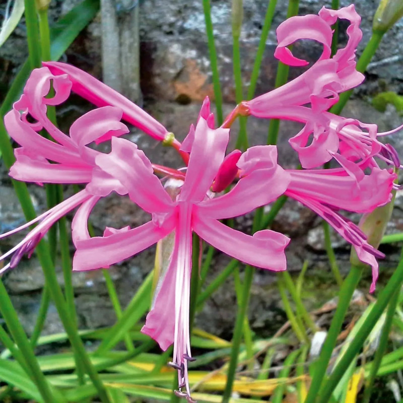 Nerine bowdenii - Nerine | Achat direct au producteur