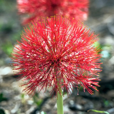 Scadoxus - Haemanthus multiflorus | Achat direct au producteur