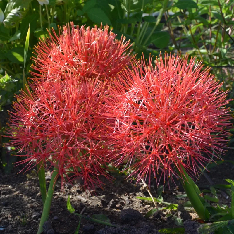 Scadoxus - Haemanthus multiflorus | Achat direct au producteur