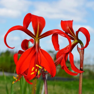 Lis de Saint-Jacques - Sprekelia | Achat direct au producteur