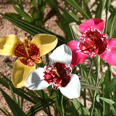 Tigridia Pavonia Mélange - Tigridia | Achat direct au producteur