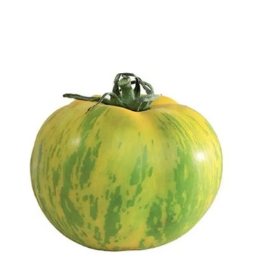 Tomate 'Green Zebra' - Solanum | Achat direct au producteur