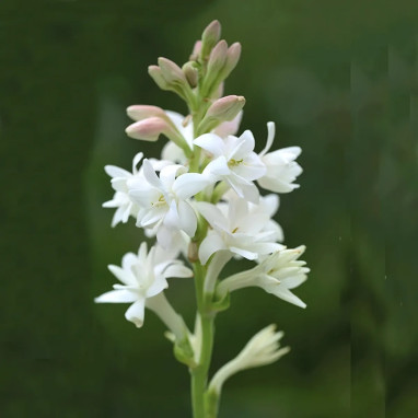 Tubéreuse double 'La Perle' - Polianthes | Achat direct au producteur