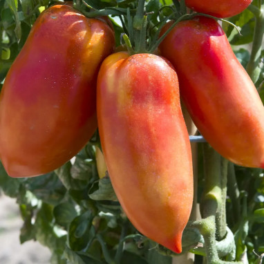 Tomate greffée 'Andine Cornue' - Solanum | Achat direct au producteur
