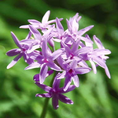 Tulbaghia violacea - Ail des jardins | Achat direct au producteur