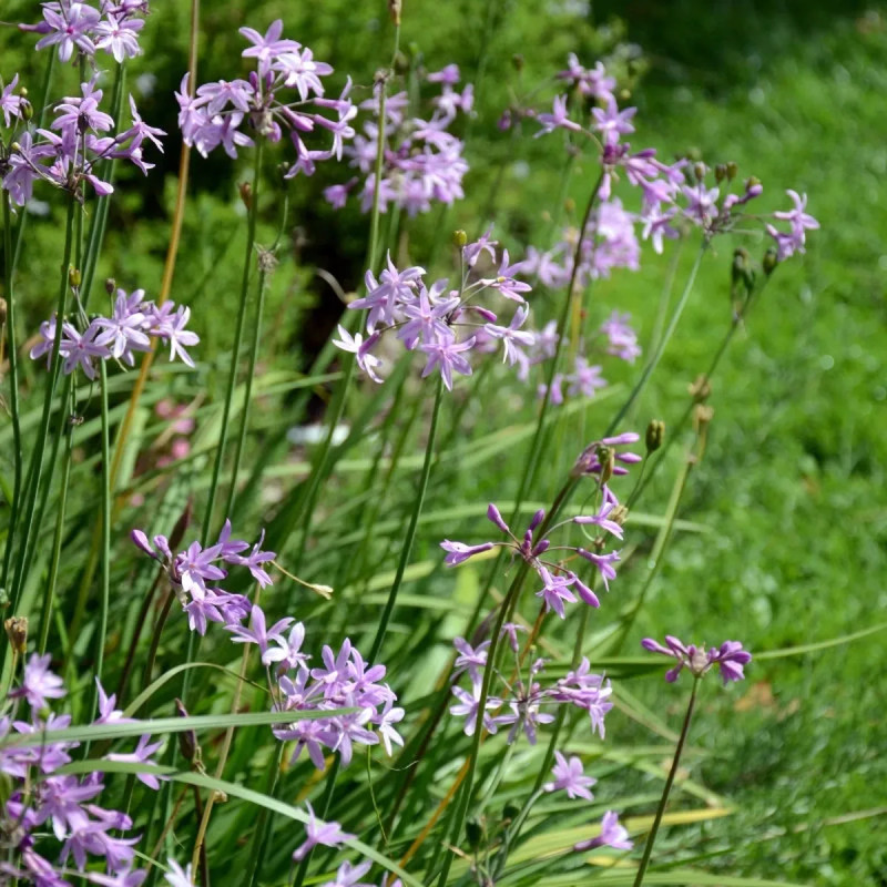 Tulbaghia violacea - Ail des jardins | Achat direct au producteur