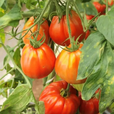 Tomate greffée 'As de Coeur' - Solanum | Achat direct au producteur