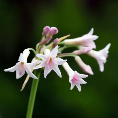 Tulbaghia violacea alba - Ail des jardins | Achat direct au producteur