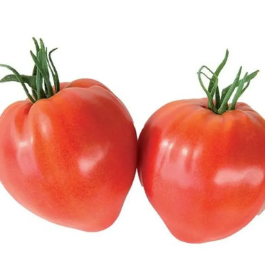 Tomate greffée 'Cauralina' - Solanum | Achat direct au producteur