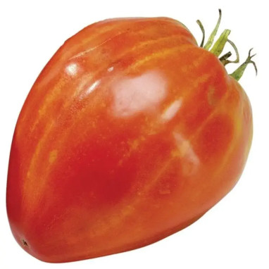 Tomate greffée cerise 'Amirou' - Solanum | Achat direct au producteur