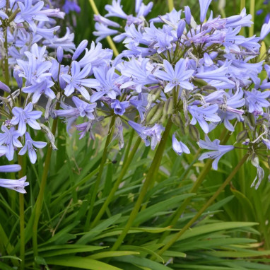 Agapanthe 'Peter Pan' - Agapanthus | Achat direct au producteur