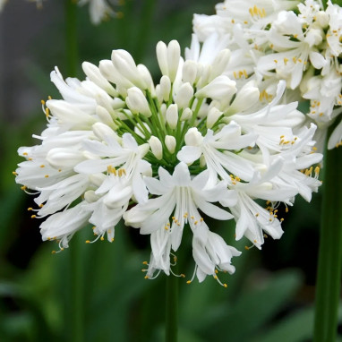 Agapanthe blanche - Agapanthus | Achat direct au producteur