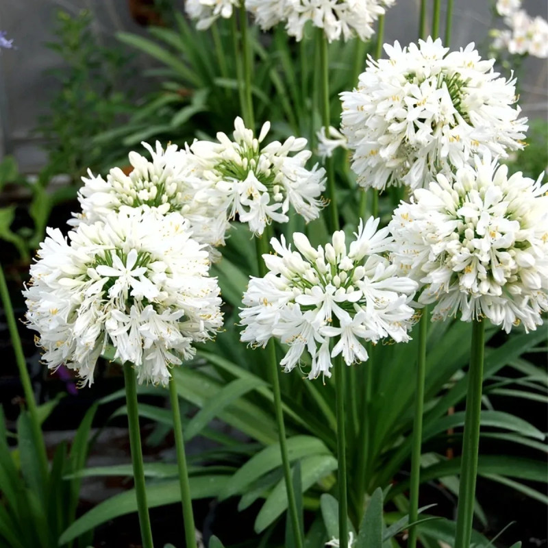Agapanthe blanche - Agapanthus | Achat direct au producteur