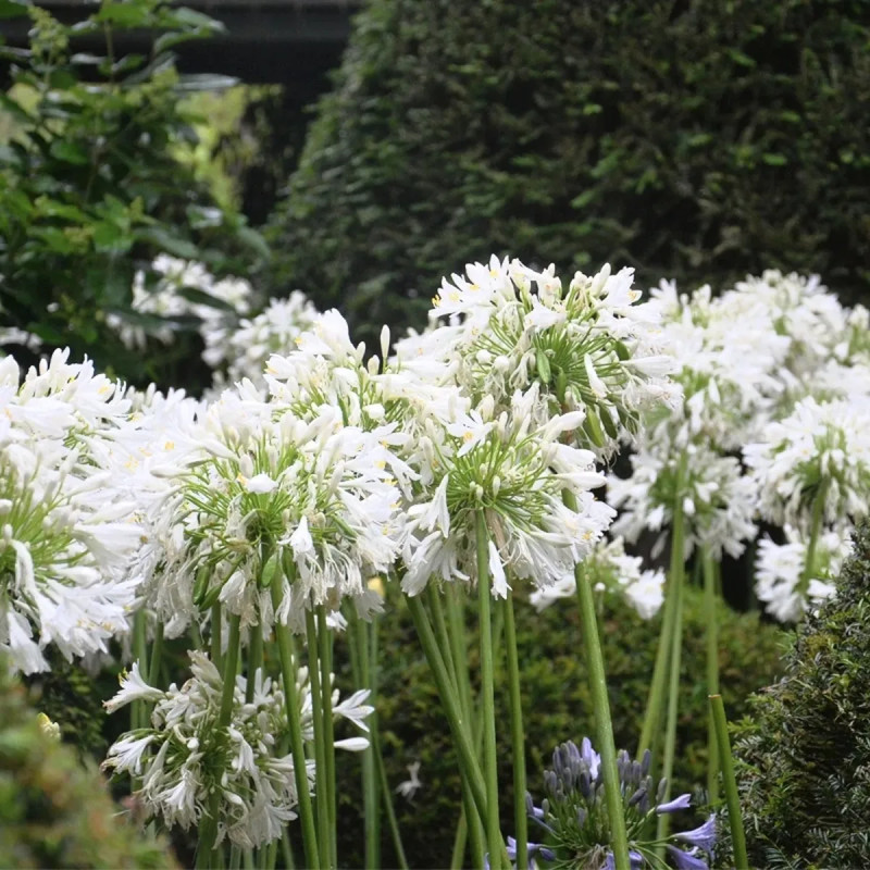 Agapanthe blanche - Agapanthus | Achat direct au producteur
