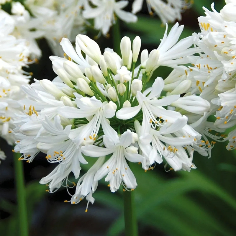 Agapanthe blanche - Agapanthus | Achat direct au producteur