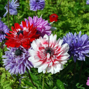 Anémone double 'Sainte Brigitte Mélange' - Anemone | Achat producteur