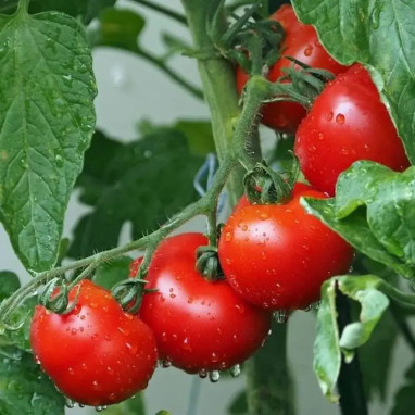 Tomate greffée 'Cobra' - Solanum | Achat direct au producteur