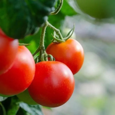 Tomate greffée 'Fantasio' F1 - Solanum | Achat direct au producteur