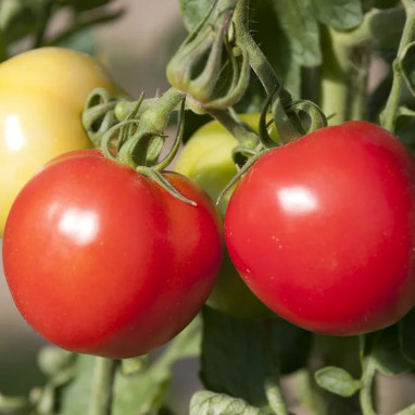 Tomate greffée 'Corazon' - Solanum | Achat direct au producteur