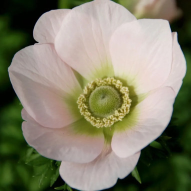 Anémone 'The Bride' - Anemone coronaria | Achat direct au producteur