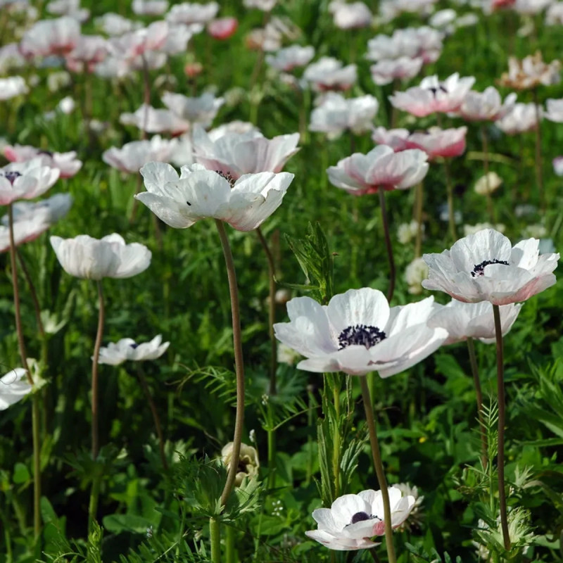 Anémone 'The Bride' - Anemone coronaria | Achat direct au producteur