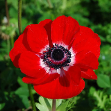 Anémone 'Hollandia' - Anemone coronaria | Achat direct au producteur