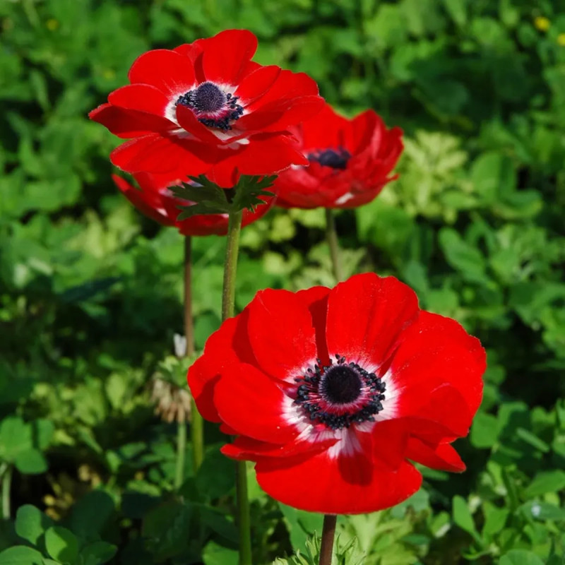 Anémone 'Hollandia' - Anemone coronaria | Achat direct au producteur