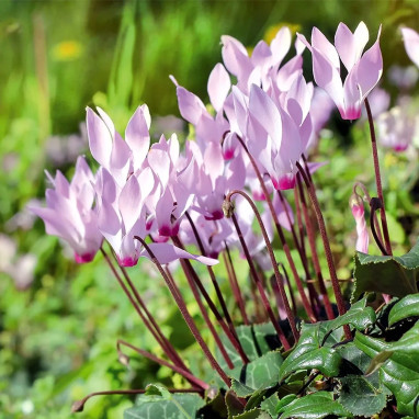 Cyclamen cilicium - Cyclamen | Achat direct au producteur