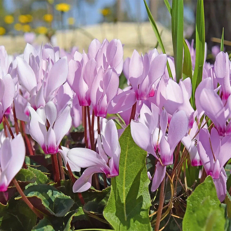 Cyclamen cilicium - Cyclamen | Achat direct au producteur