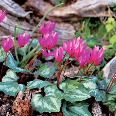 Cyclamen coum - Cyclamen | Achat direct au producteur
