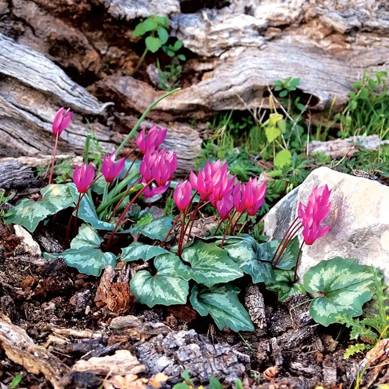 Cyclamen coum - Cyclamen | Achat direct au producteur