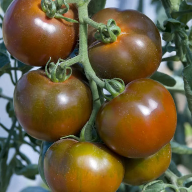 Tomate greffée 'Noire de Crimée' - Solanum | Achat producteur
