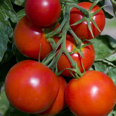 Tomate greffée grappe 'Premio' - Solanum | Achat direct au producteur