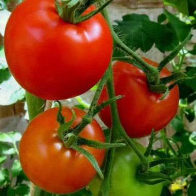 Tomate greffée 'Saint-Pierre' - Solanum | Achat direct au producteur