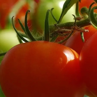 Tomate 'Hector' - Solanum | Achat direct au producteur