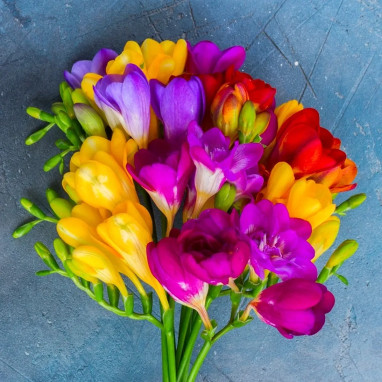 Freesia Double Mélange - Freesia | Achat direct au producteur