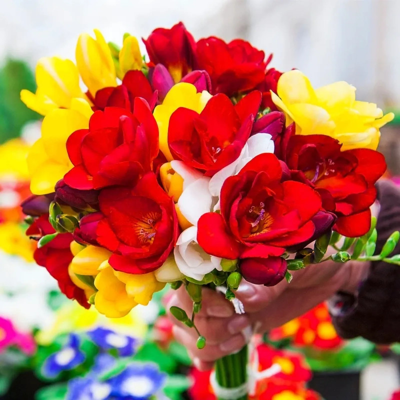 Freesia Double Mélange - Freesia | Achat direct au producteur
