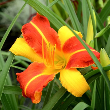 Hémérocalle 'Frans Hals' - Hemerocallis | Achat direct au producteur