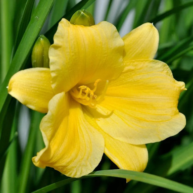 Hémérocalle 'Happy Returns' - Hemerocallis | Achat producteur