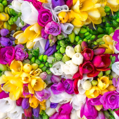 Freesia Simple Mélange - Freesia sp. | Achat direct au producteur