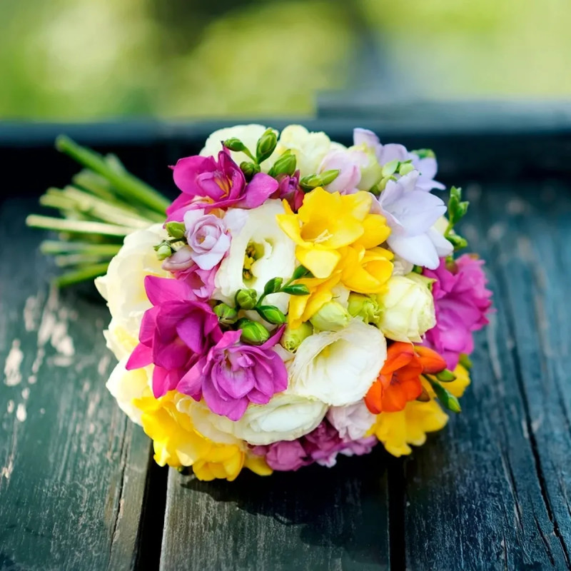 Freesia Simple Mélange - Freesia sp. | Achat direct au producteur