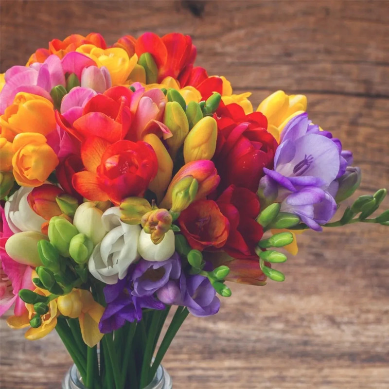 Freesia Simple Mélange - Freesia sp. | Achat direct au producteur