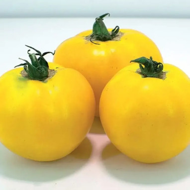 Tomate 'Lemon Boy' F1 - Solanum | Achat direct au producteur