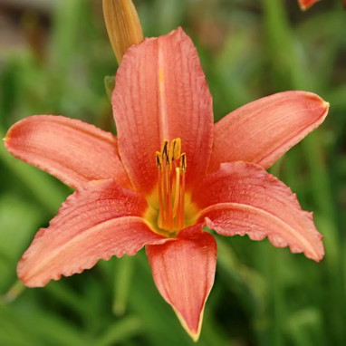 Hémérocalle 'Pink Damask' - Hemerocallis | Achat direct au producteur
