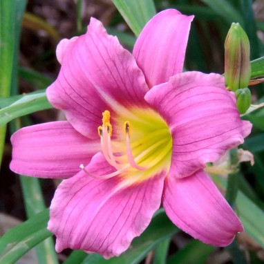 Hémérocalle 'Purple d'Oro' - Hemerocallis | Achat direct producteur