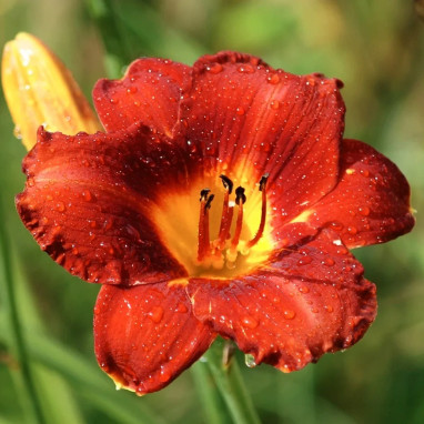Hémérocalle 'Ruby Stella' - Hemerocallis | Achat direct au producteur