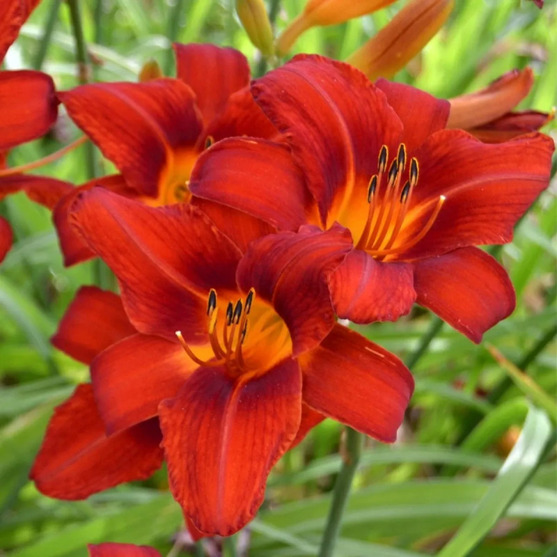 Hémérocalle 'Ruby Stella' - Hemerocallis | Achat direct au producteur