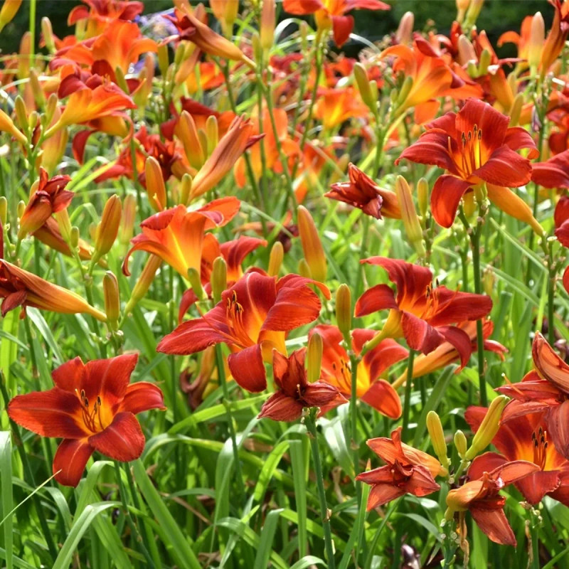 Hémérocalle 'Ruby Stella' - Hemerocallis | Achat direct au producteur