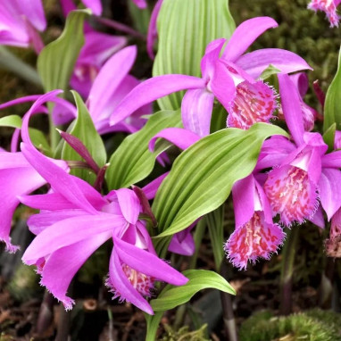 Pléione Tongariro - Pleione | Achat direct au producteur